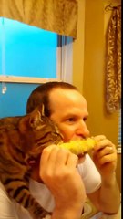 Cat eating corn