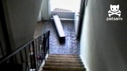 Kitten takes a cardboard box escalator down staircase
