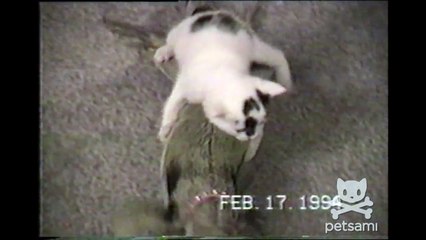 Kitten takes a ride on a giant iguana