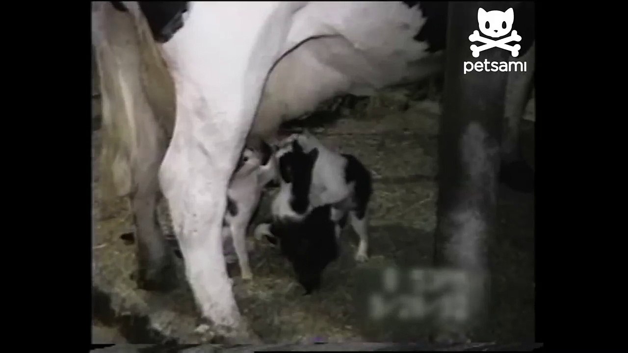 Kittens get their milk straight from the cow