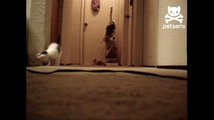 Kittens scatter when vacuum turns on