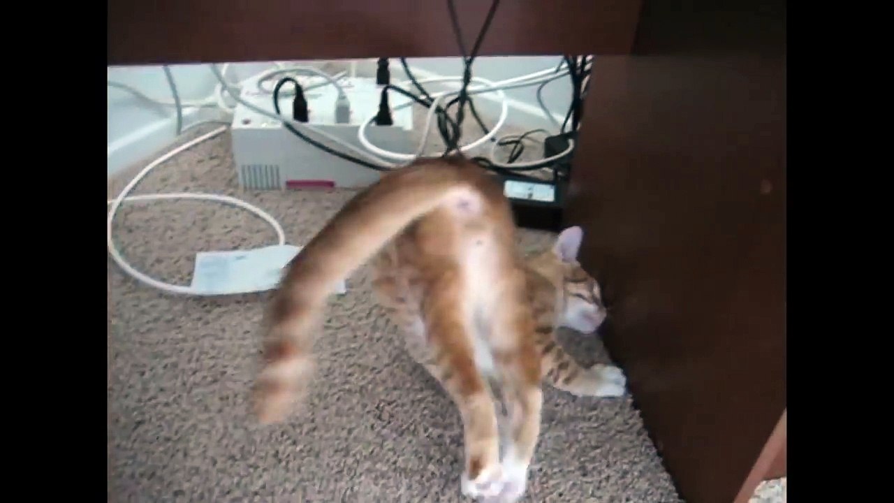 Kitty Cat All Tangled Up - Caturday