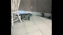 Kitty Cat Gets Startled by A Fake!