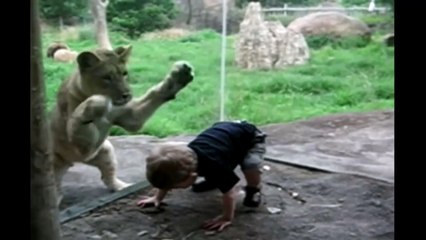 Lion Wants To Play With Baby