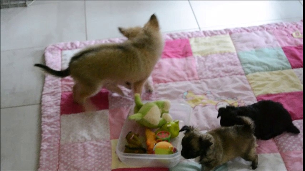 Les bébésd'Isis et Jayan, chihuahua poil long font connaissance avec Lewis