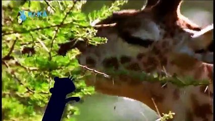 Mama Mirabelles Tierkino 23 Der Detektiv der Savanne