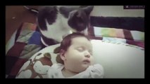 Cute  funny Baby Videos - Funny  Babies Playing with cats- cute Baby Compilation