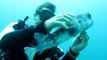 Un plongeur retire un hameçon géant de la bouche d'un poisson-globe