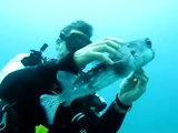 Un plongeur retire un hameçon géant de la bouche d'un poisson-globe