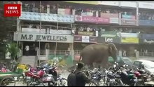 Elephant rampages  Indian town of Siliguri