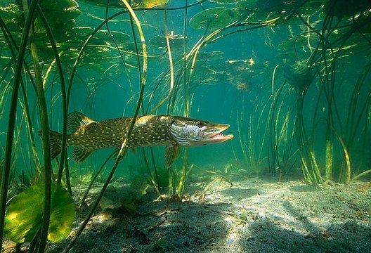 Pike fishing in autumn on the streamers. Effective bait pike with fringe.
