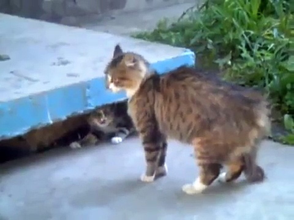 Кошачьи разборки