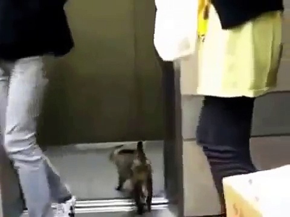 Кошка в лифте не перепутает этаж