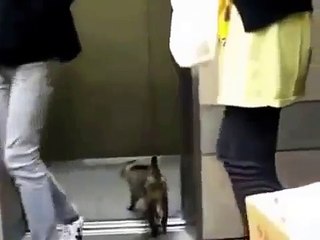 Кошка в лифте не перепутает этаж