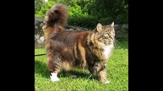 Норвежская лесная кошка. Про породу кошек. Norwegian Forest Cat