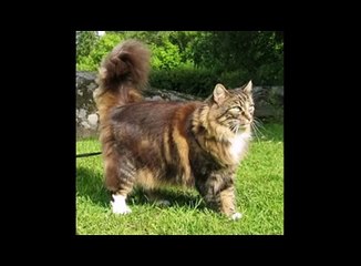 Норвежская лесная кошка. Про породу кошек. Norwegian Forest Cat