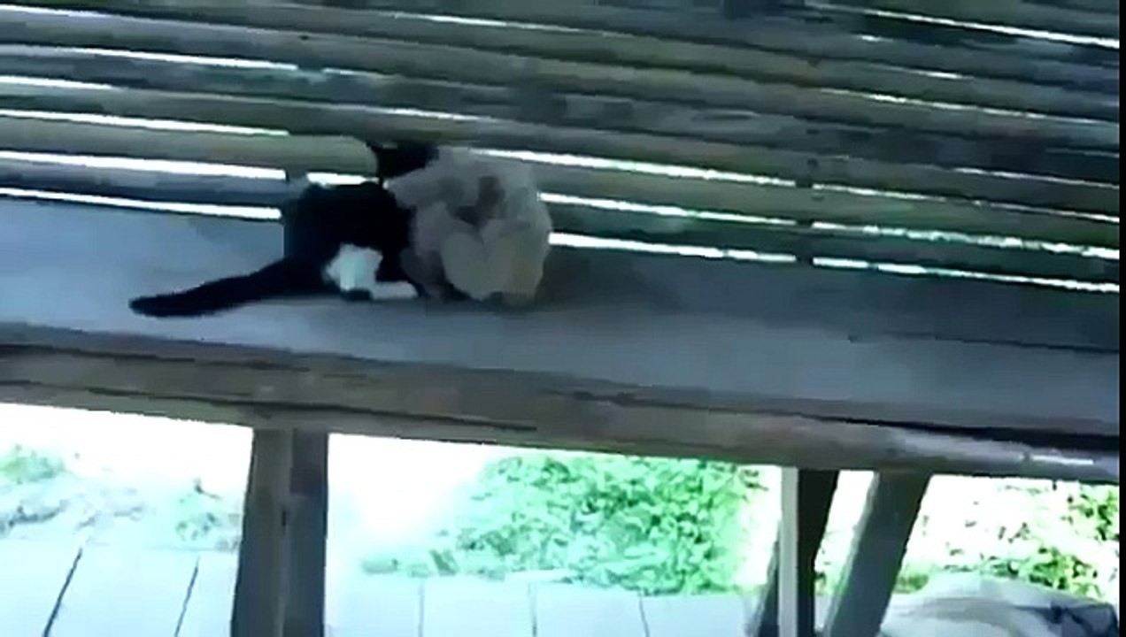 Очень смешно! Обезьяна достает кота. Funny animals