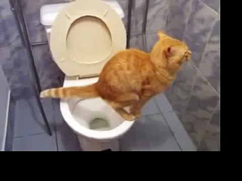 ПРИКОЛ - Кот ходит в туалет как человек