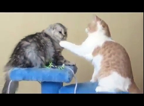 Смешные кошки вяло дерутся за игрушку