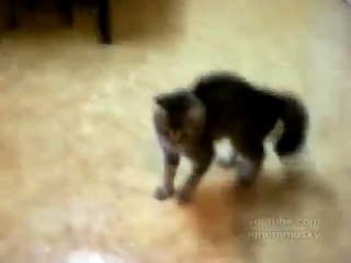 Странная хореография. Strange choreography. latino cat