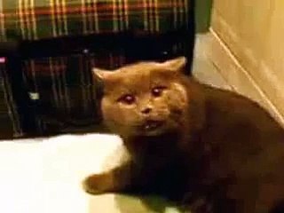 Самый разговорчивый британский кот