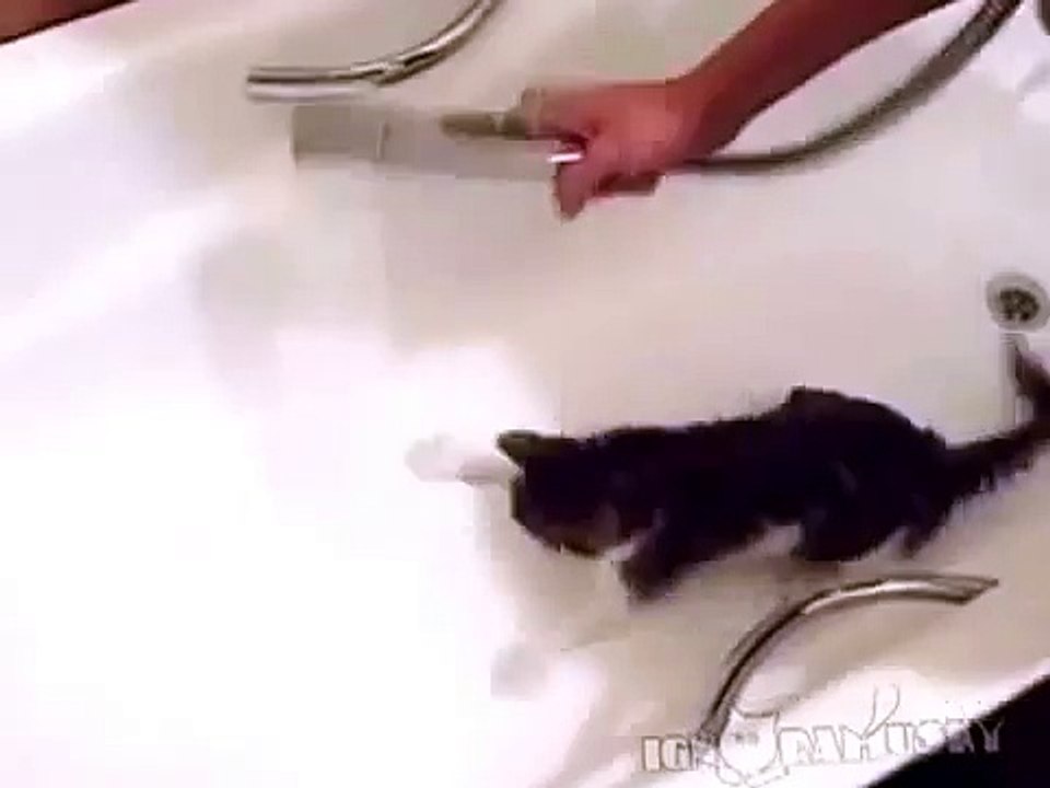 Смешная кошка ловит струю душа