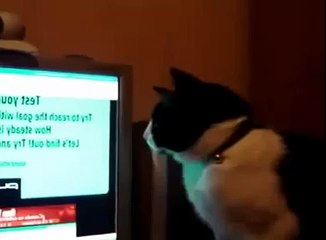 Смешной кошачий испуг