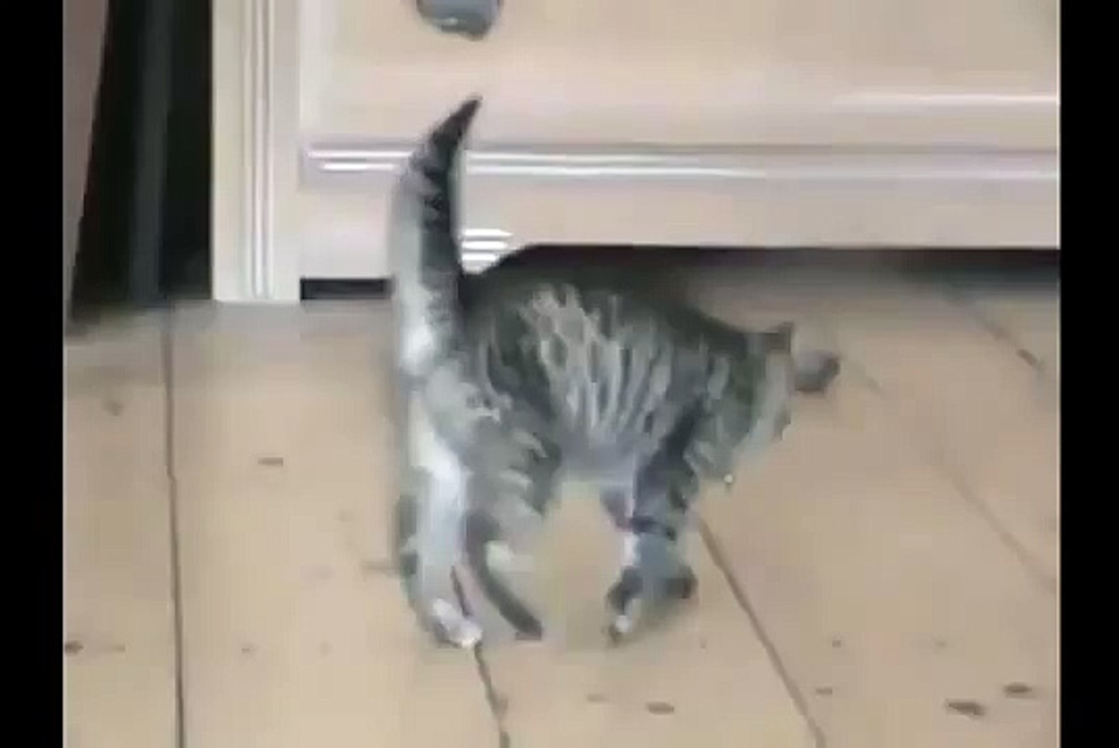 ⁣Смешные животные. Игры котенка Funny Cat Videos