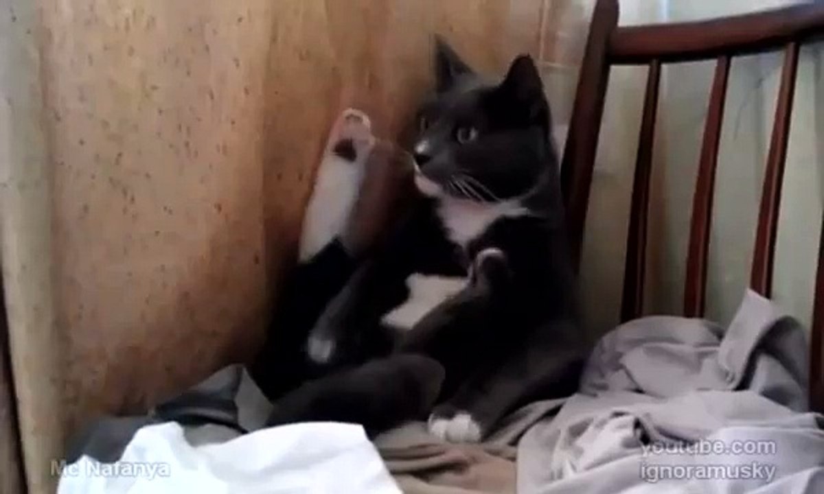 Тимошино лапоблудие. Chillin`Cat