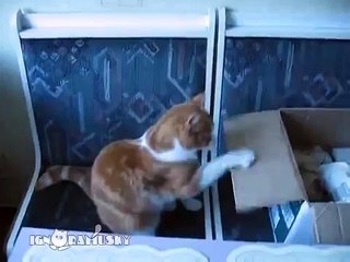 Тренировка выносливости. Stamina Training for Boxing