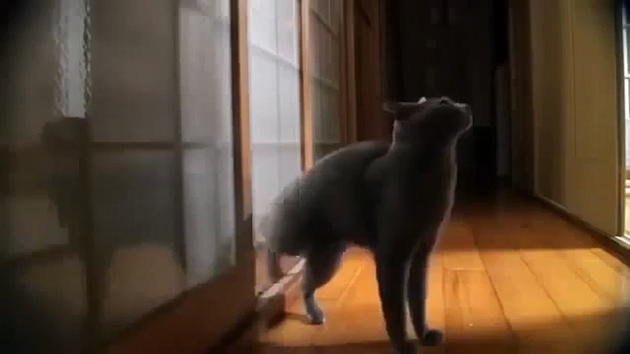 Умный кот стучится в дверь. Смешные кошки. Котэ отжигает. funny cats