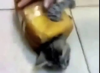 Хлебный котик. Ахаха Прикол!