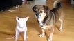 Whos your best friend? Vine By: Lilly And The Hairless cute dog vine hairless cat