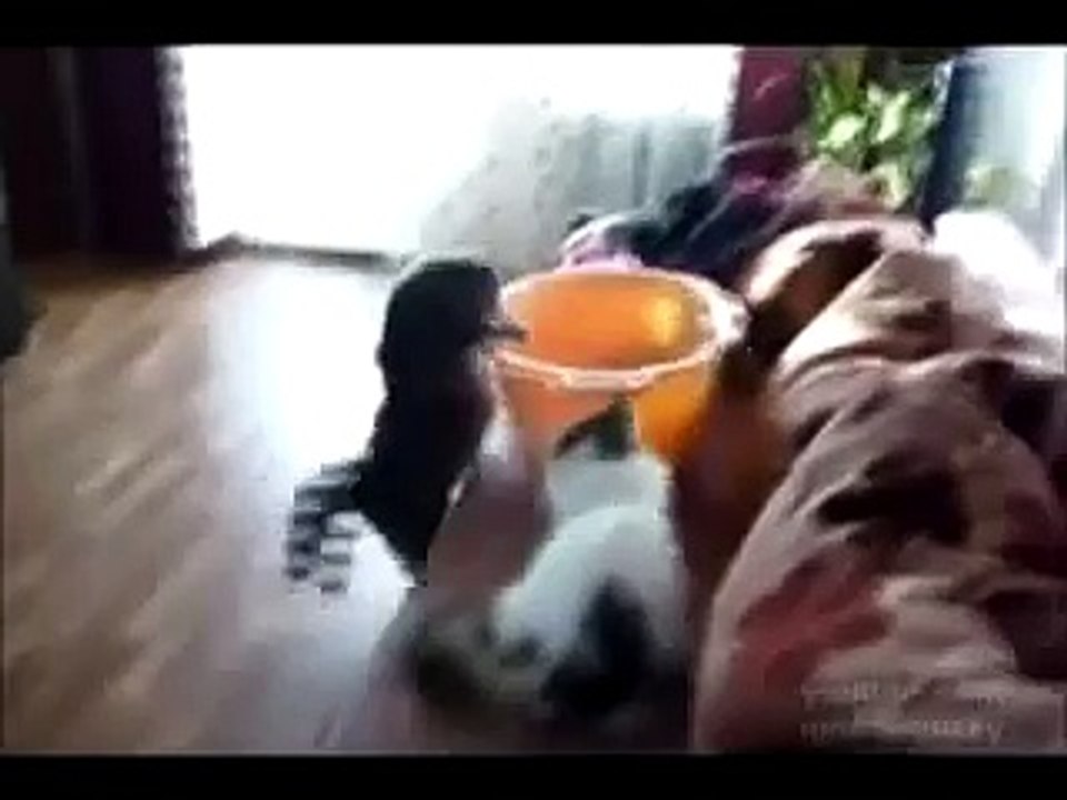 Кошачий Спецназ. Смешные прыгающие кошки