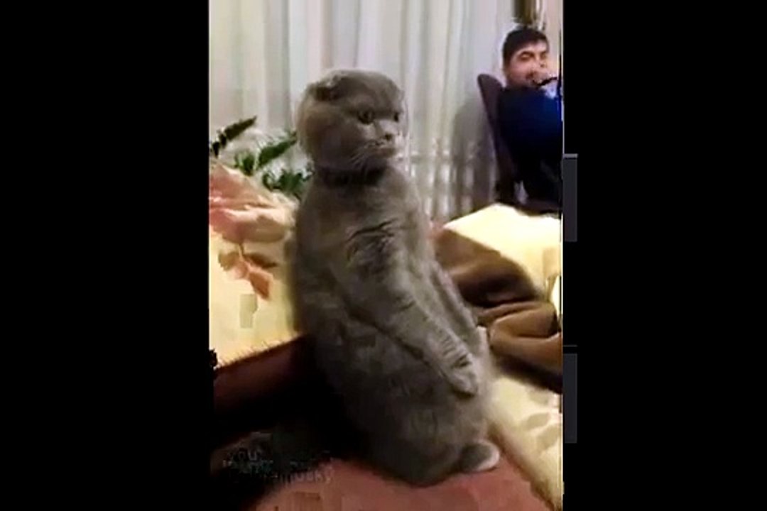 Кошка смотрит Звездные Войны. Cat is watching Star Wars