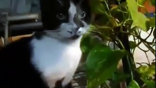 Милые и смешные кошки. Котэ отжигает! Funny Cat Videos