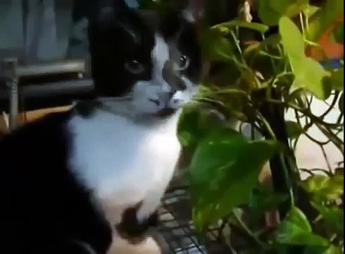 Милые и смешные кошки. Котэ отжигает! Funny Cat Videos