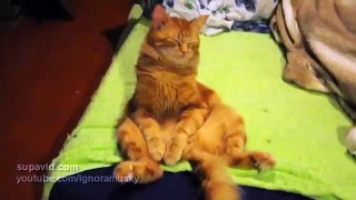 Оочень сонный кот. Funny Cat Videos