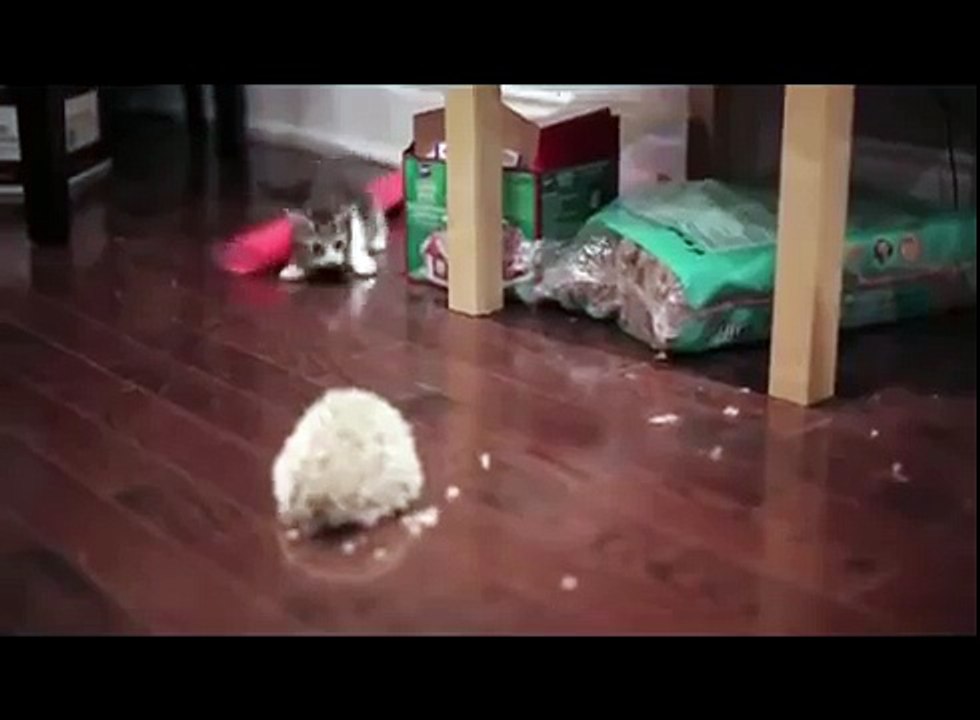 ПРИКОЛ - Ёжик знакомится с котенком