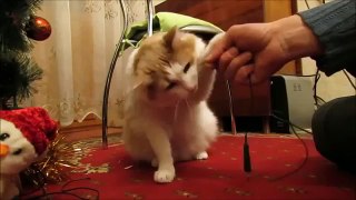 ПРИКОЛ - кот электрик зачищает провода