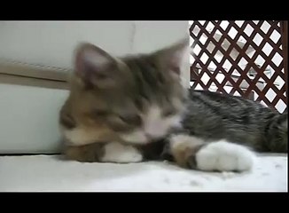 С Днем рождения, котик!