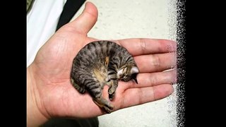 Самый маленький кот в мире