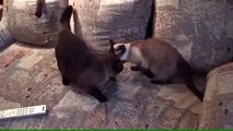 Сиамские кошки кусаются. Кот, кошка, котенок, котэ
