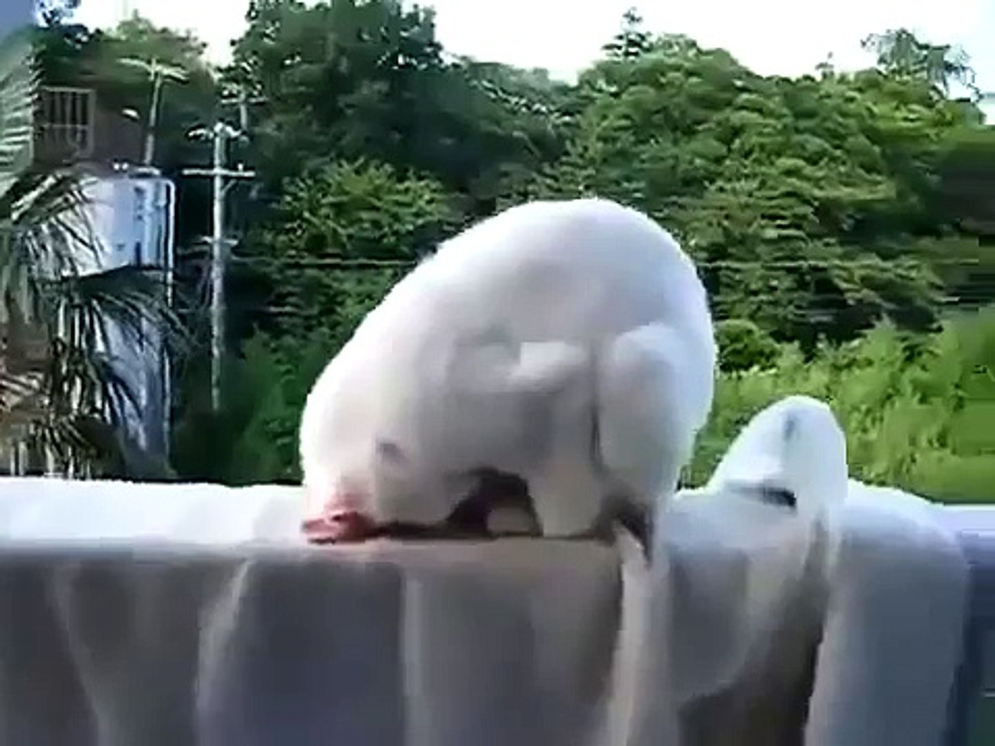 ⁣Смешная кошка. Очень странная поза для сна