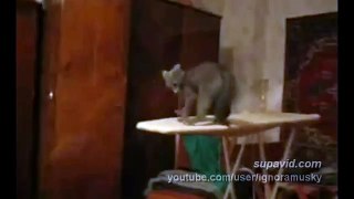 Кошачьи танцы на доске. Funny Cat Videos