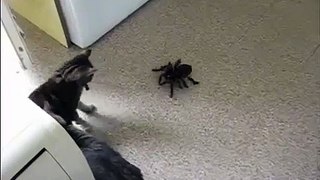 Кошки и паук тарантул