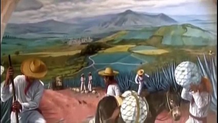 Производство текилы. Интересно знать!!!