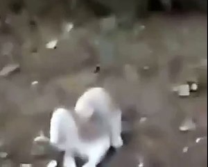 Очень опасный кот