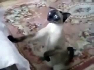 ПРИКОЛ - кот - фанатик футбола