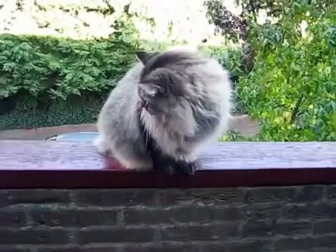 Самый большой кот в мире. Норвежский лесной кот